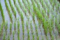 Neatly planted rice plant