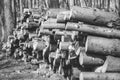 Neatly stacked logs of varying sizes lie in a forest setting Royalty Free Stock Photo