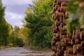 neatly stacked pile of freshly cut logs ready for processing Royalty Free Stock Photo