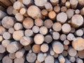 Neatly stacked round timber logs