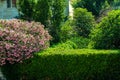 Neatly trimmed green bushes with red oleander flowers