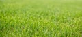 A neatly trimmed lawn in a city park. Close-up. Shallow depth of field Royalty Free Stock Photo