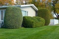 Neatly Trimmed Shrubs 2 Royalty Free Stock Photo
