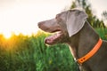 Neb of grey dog in collar amid green plants