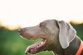 Neb of grey dog in collar amid green plants