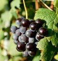 Nebbiolo grapes for Barolo Royalty Free Stock Photo