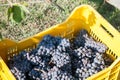 Nebbiolo grapes in case