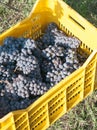 Nebbiolo grapes Royalty Free Stock Photo