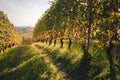 Vineyard Langhe rows field with cottage. Autumn beautiful orange and yellow colors. Viticulture Piedmont, Italy. Royalty Free Stock Photo