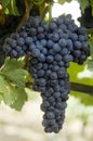 Nebbiolo winegrape in Australia Royalty Free Stock Photo
