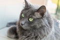 Nebelung cat closeup