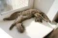 Nebelung cat is lazily stretching on the windowsill in the sun Royalty Free Stock Photo
