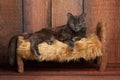 Nebelung Cat on a Little Wooden Bed