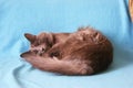 Nebelung cat is lying on his favourite fleece blanket Royalty Free Stock Photo
