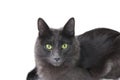 Nebelung cat is seriously looking at you with a piercing eyes. White background.