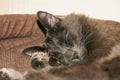 Nebelung cat is sleeping in his cradle.