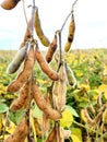 Nebraska soy bean field getting ready for harvest Royalty Free Stock Photo