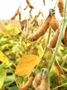 Nebraska soy bean field getting ready for harvest Royalty Free Stock Photo