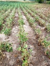 Row of Nebraska Soybeans growing in the field with insect damage and heat stress Royalty Free Stock Photo