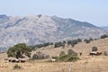 Nebrodi mountains and cows