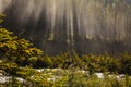 Nebular forest near takakkaw falls, yoho national park british columbia, canada