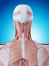 The neck anatomy