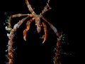 Neck crab, bahamas. Night dive capturing underwater photography Royalty Free Stock Photo