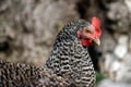 Neck detail of Plymouth Rock Chicken Barred Rock hen