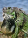 Neck Dewlap on Display Green Iguana by Lake in Profile Royalty Free Stock Photo