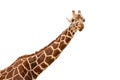 Neck and head of a giraffe isolated on white background Royalty Free Stock Photo