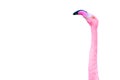 Neck and Head of a Pink Flamingo Isolated on White Background