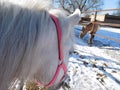 Neck and mane of a white horse macro