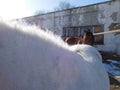 Neck and mane of a white horse macro