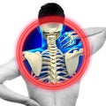 Neck Pain Cervical Spine isolated on white - REAL Anatomy concept Royalty Free Stock Photo