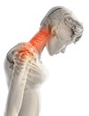 Neck painful - cervical spine skeleton x-ray, 3D illustration. Royalty Free Stock Photo