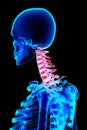 Neck painful skeleton x-ray, 3D illustration. Royalty Free Stock Photo