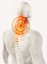 Neck painful skeleton x-ray, 3D illustration. Royalty Free Stock Photo