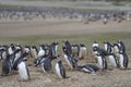 The Neck on Saunders Island in the Falkland Islands