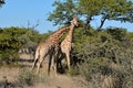 Two necking Giraffes Royalty Free Stock Photo