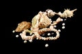 Necklace, coral, pearls and shells on a black background Royalty Free Stock Photo