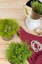 necklace, earrings with pearls, dress, mirror and reflection with grass/plant on wooden table