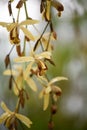 Necklace orchid, Coelogyne tomentosa, flowers, Indonesia