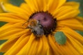 Beetle and bee on a yellow flower