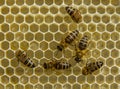 Nectar and honey from acacia flowers