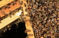 Nectar in Honey Comb with Queen Cell