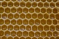 Nectar and honey in new comb Royalty Free Stock Photo