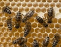 Nectar and honey in the new comb Royalty Free Stock Photo