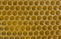 Nectar and honey in the new comb. Royalty Free Stock Photo