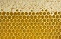 Nectar and honey in new comb Royalty Free Stock Photo