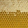 Nectar and honey in new comb Royalty Free Stock Photo